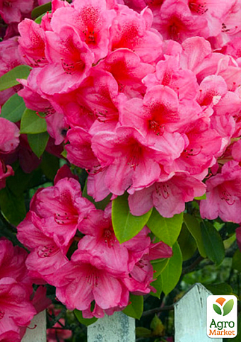 Рододендрон розовый "Кермезина Розеа" (Kermesina Rose)