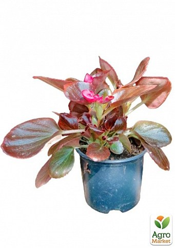 Бегония вечноцветущая "Cocktail Vodka" 1 шт. - фото 2