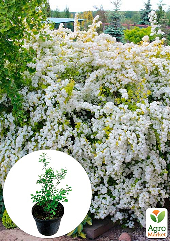 Спирея Вангутта 3-х летняя (Spiraea vanhouttei) вазон С5