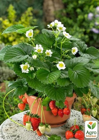 LMTD Полуниця ремонтантна махровоквітуча "White Snow" (горщикове, тривале плодоношення) - фото 4