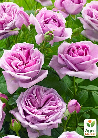 Троянда в контейнері плетиста "Violette Parfume" (саджанець класу АА+) - фото 3