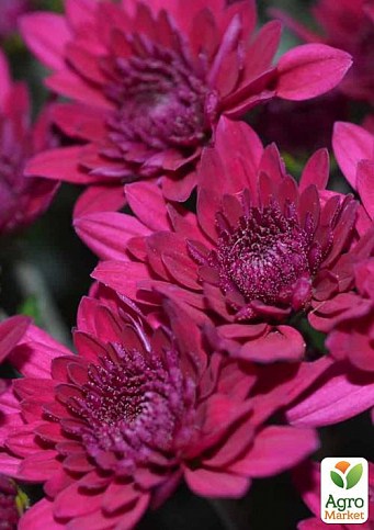 Хризантема "Delano Purple" (низькоросла крупноквіткова)
