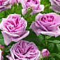 Троянда в контейнері плетиста "Violette Parfume" (саджанець класу АА+) цена