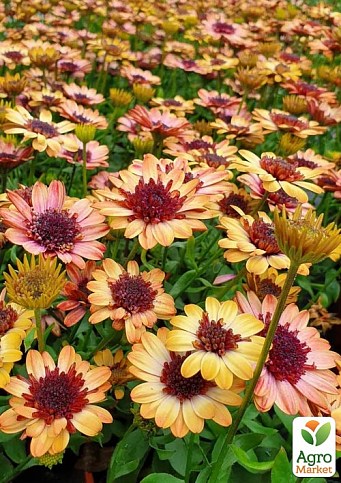 Остеоспермум махровый "3D Banana Shake"  - фото 2