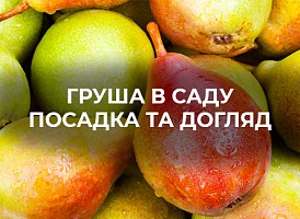 Груша: посадка і догляд - корисні статті про садівництво від Agro-Market