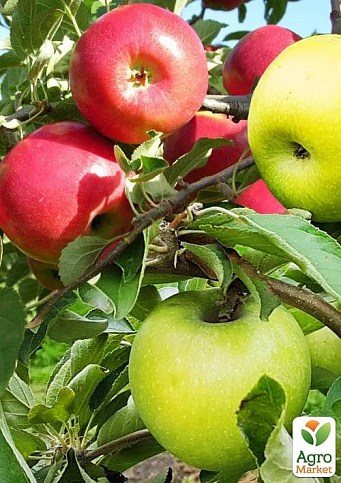 Лучшая яблоня, комплект из 2-х сортов "Яблочный пирог" (Apple pie) 2шт саженцев