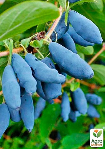 Жимолость "Синий банан" (высокоурожайный, крупноплодный сорт) - фото 2