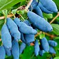 Жимолость "Синий банан" (высокоурожайный, крупноплодный сорт) купить