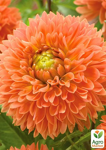 Георгина "Orange Impact"