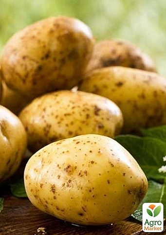 Картофель "Аннушка" семенной среднеранний (на жарку, 1 репродукция) 1кг