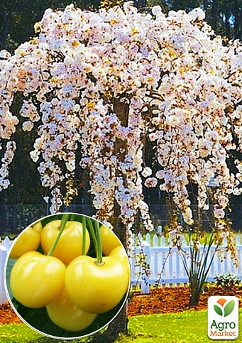 Черешня желтая плакучая "Weeping cherry" (возраст от 2-х лет, высота 150-190см)