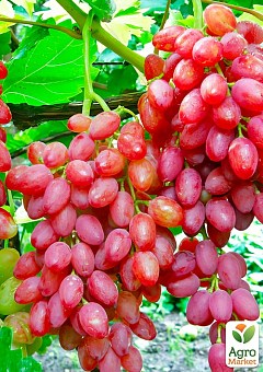 Бессемянный сорт винограда "Кишмиш Таировский"1
