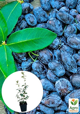 Жимолость "Серце гіганта" (Канадська селекція, середньоранній, великоплідний сорт) 