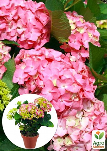 LMTD Гортензия крупнолистная цветущая 2-х летняя "Early Pink" (20-30см)