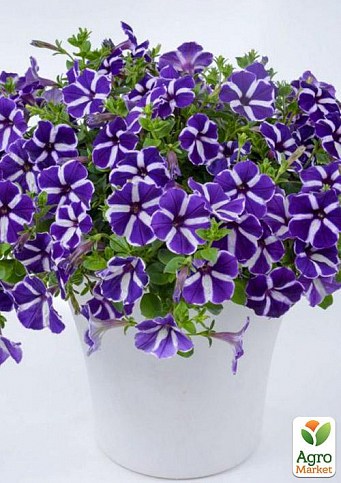 Сурфінія "Violet Star" (контейнер № 10, висота 10-15 см)