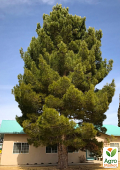 Сосна  Ельдарська Pinus Eldarica (релікт)6