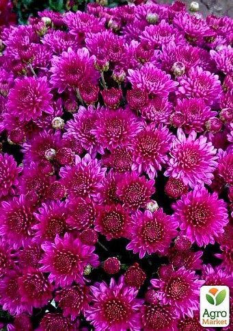 Хризантема "Lobell Purple" (мультифлора ранняя)