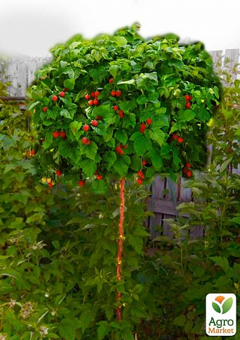 Эксклюзив! Малиновое дерево темно-красное "Арбат" (Arbat) (премиальный, крупноплодный сорт)