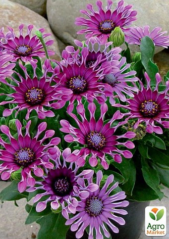 Остеоспермум "Spider Purple" (контейнер № 10, висота 10-20 см)