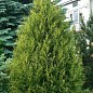 Туя западная "Aureospicata" (контейнер Р9, высота 10-20 см)