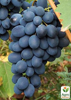Виноград "Неро" (винный)2