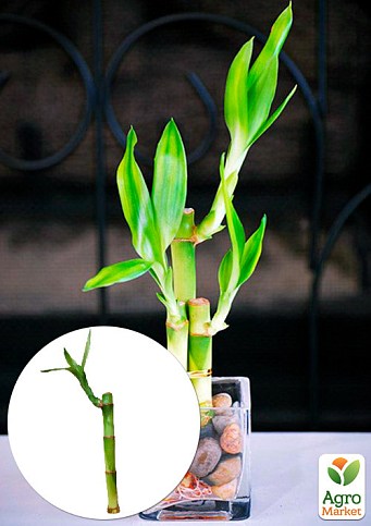 Бамбук комнатный "Lucky Bamboo" (высота 10-20см)