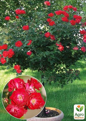 Роза штамбовая Спрей "Fairy Dance" (саженец класса АА+) высший сорт