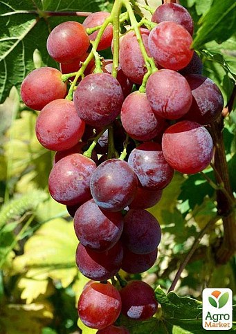 ВИНОГРАД ВОЕВОДА: купить саженцы винограда воевода в Одессе, Киеве иУкраине - Agro-Market