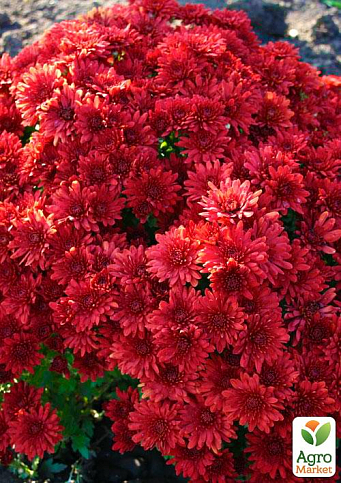 Хризантема мультифлора "Червона красуня" (вкоріненого живця, висота 5-10см)
