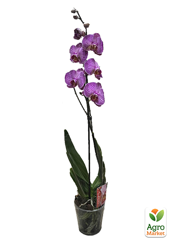 Орхидея (Phalaenopsis) "Tiger" - фото 2