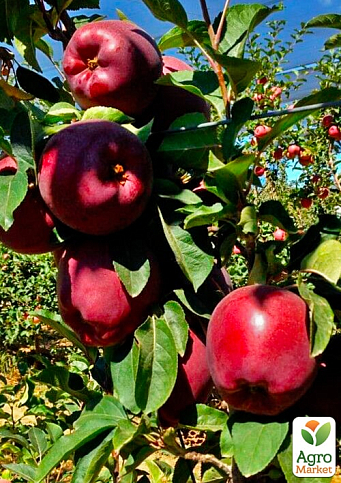 Яблуня "Джероміне" (зимовий сорт, пізній термін дозрівання) - фото 2