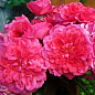 Эксклюзив! Роза парковая серебристо-розовая "Удивительная миссис Майзель" (The Amazing Mrs. Mayzel) (саженец класса АА+, премиальный высший сорт) цена