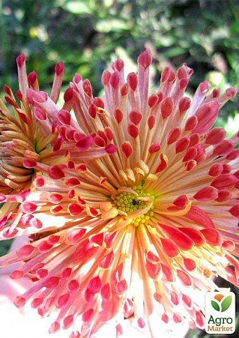 Хризантема, мікс з 3-х сортів "Льодяник" (Lollipop) 3шт в комплекті - фото 4