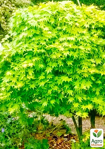 Клен пальмолистный (Acer palmatum Going Green) вазон Р9