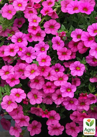 Калібрахоа PortuCal "Compact Pink"