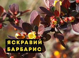 Декоративні сорти барбарису: вистава в саду - корисні статті про садівництво від Agro-Market