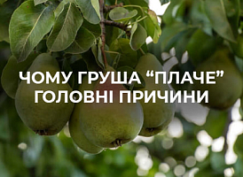 Основні причини мокрого стовбура і листя у груш - корисні статті про садівництво від Agro-Market