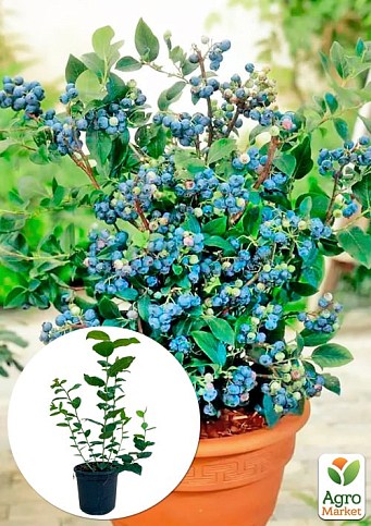 Голубика (черника садовая) 2 года "Блюкроп" (Bluecrop) С2 высота 50-60см