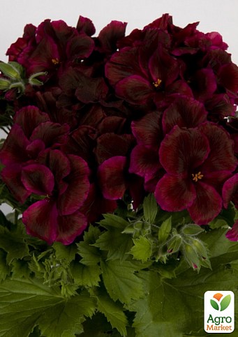 Пеларгонія Королівська Aristo "Regalia Chocolate" (контейнер № 10, висота 10-20 см)