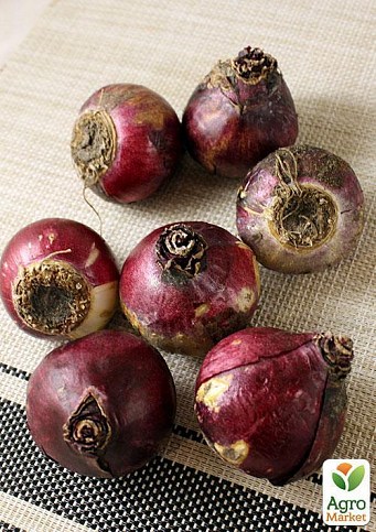 Гиацинт махровый "Chestnut Flower" 2шт в упаковке - фото 2