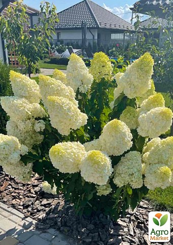 Эксклюзив! Гортензия метельчатая белая "Белый гипноз" (White Hypnose) (морозостойкий сорт) (контейнер P9)
