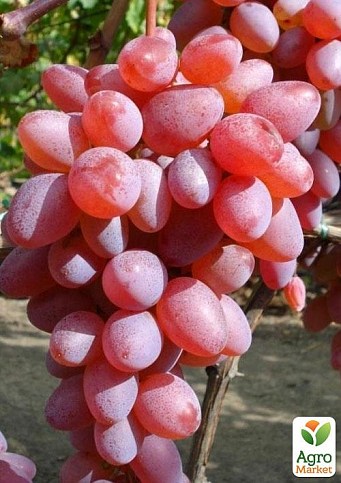 Виноград "Реа" (кишмиш)
