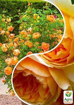 Роза английская, комплект из 2-х сортов "Горная красавица" (Mountain beauty) 2шт саженцев8