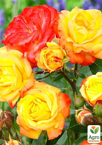 Троянда в контейнері плетиста "Rumba" (саджанець класу АА+) - фото 3
