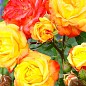Троянда в контейнері плетиста "Rumba" (саджанець класу АА+) цена