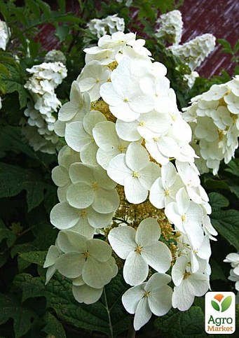 Гортензія дуболістна "Quercifolia"