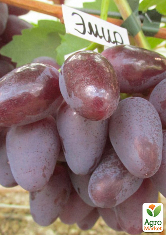 Виноград "Емір" (вага грона до 2000 р ягода велика, солодка)