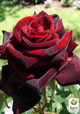 Ексклюзив! Троянда чайно-гібридна "Темна Вишня" (Black Cherry) (саджанець класу АА+) вищий сорт