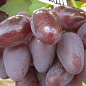 Виноград "Емір" (вага грона до 2000 р ягода велика, солодка)