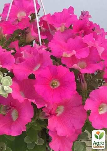 Сурфиния Грандифлора "Conchita Grande Pink" (контейнер № 10. высота 10-15 см)